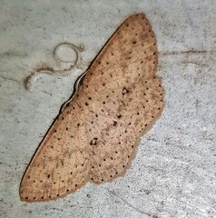 Cyclophora turneri