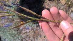 Bromus carinatus