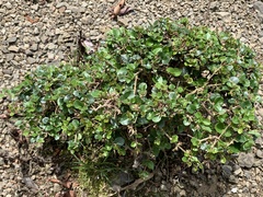 Ligustrum morrisonense