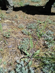 Fritillaria atropurpurea