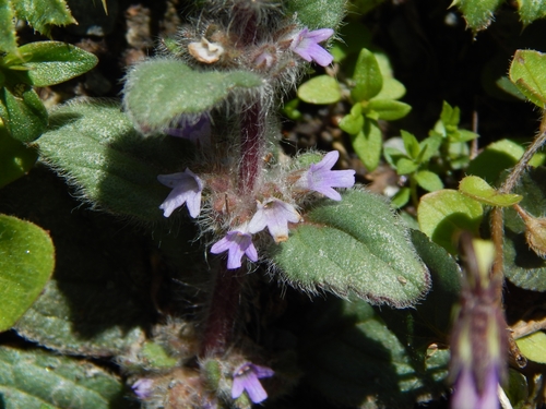 Ajuga parviflora