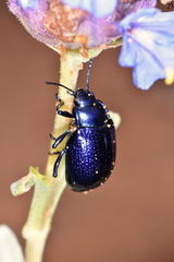 Chrysolina schaefferi