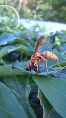 Polistes apachus texanus