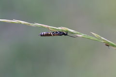 Phylloecus linearis