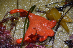 Metandrocarpa dura
