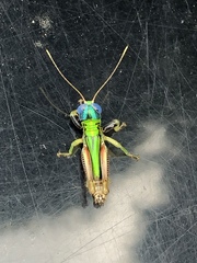 Megacheilacris vallensis