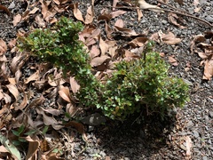 Ligustrum morrisonense