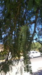 Prosopis laevigata