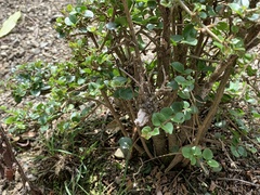 Ligustrum morrisonense