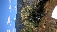 Ceanothus integerrimus