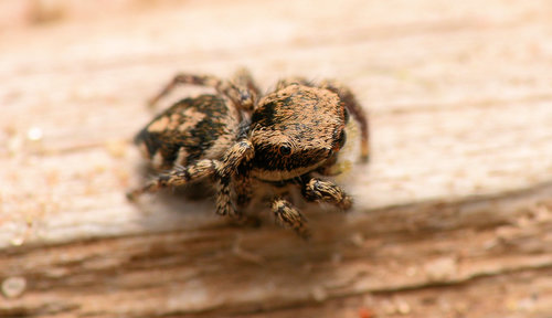 Habronattus cognatus
