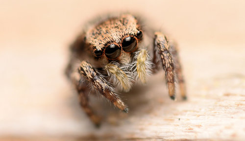 Habronattus cognatus