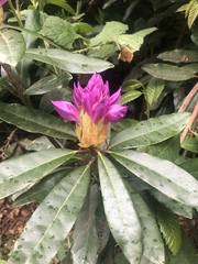 Rhododendron ponticum