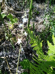 Lithophragma bolanderi