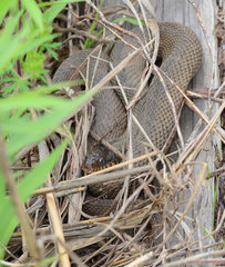 Nerodia erythrogaster