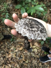 Strobilomyces strobilaceus image
