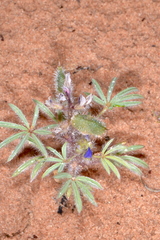 Lupinus pusillus