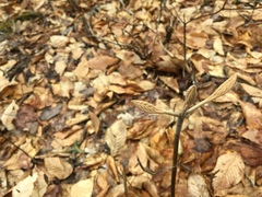 Viburnum lantanoides