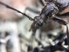 Oxymirus cursor