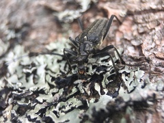 Oxymirus cursor