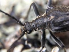 Oxymirus cursor