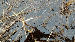 Carex chordorrhiza