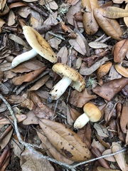 Russula pectinatoides