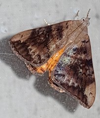 Oxyodes tricolor
