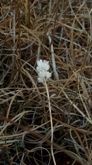 Tofieldia coccinea