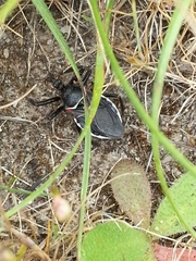 Apiomerus californicus