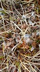 Rhododendron lapponicum