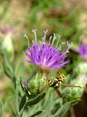 Polistes mongolicus