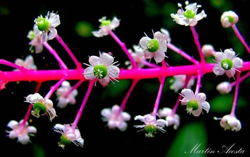 Venezuelan pokeweed