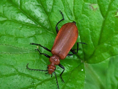Pyrochroa serraticornis