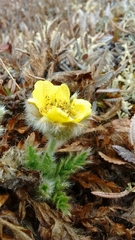 Geum glaciale