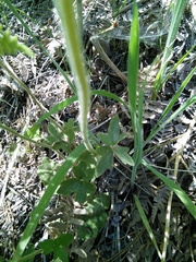 Lithophragma bolanderi