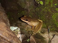 Chalcorana chalconota