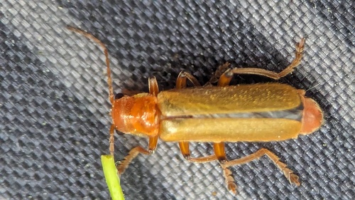 Cantharis cryptica, Noordwijkerhout, Nederland, photo 7 of 10