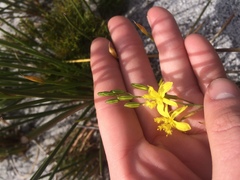 Bulbine favosa