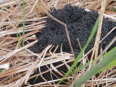 Dolichoderus taschenbergi