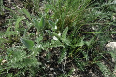 Tanacetum kittaryanum, photograph (c) Aleksei Baushev, some rights reserved (CC BY)