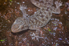 Brook's House Gecko photo 2