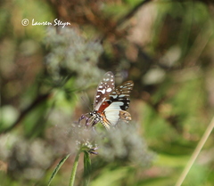 Graphium angolanus angolanus