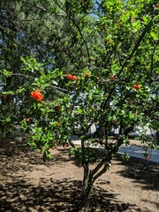 Punica granatum