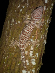Gekko gecko