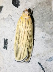 Tyspanodes linealis