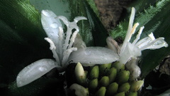 Cryptanthus coriaceus