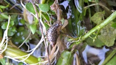 Succinea concordialis