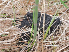 Dolichoderus taschenbergi