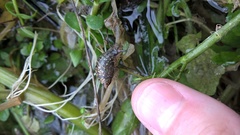 Succinea concordialis